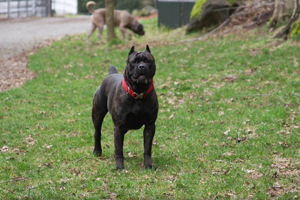 Cane Corso Mastiff Old World